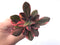 Echeveria 'Hanaikada' Variegated 3" Succulent Plant