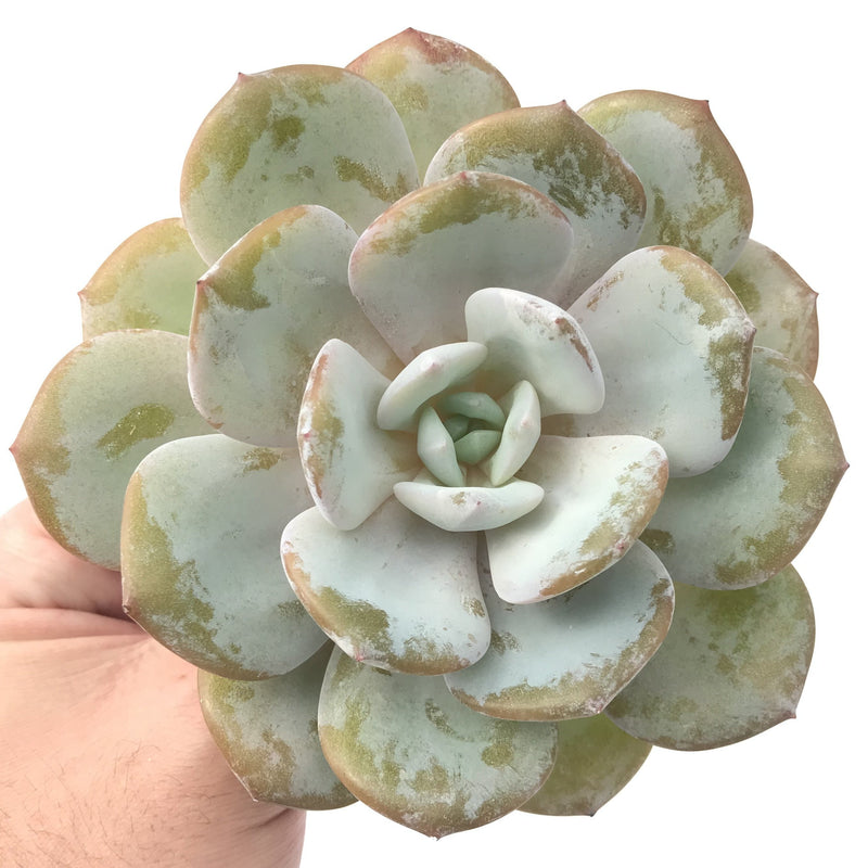 Echeveria 'Cream Tea' 4" Powdery Large Succulent Plant