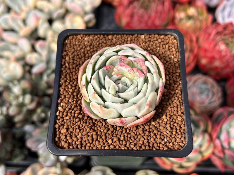 Echeveria 'Airy Cotton' 2" (Seed Grown) New Hybrid Succulent Plant