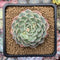 Echeveria 'Chocotop' New Hybrid 2" Succulent Plant