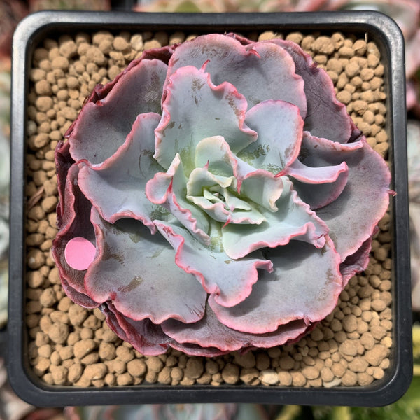 Echeveria 'Audrey Fair' 2" Succulent Plant