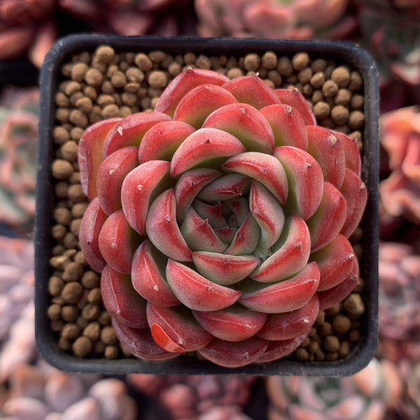 Echeveria Agavoides 'Pokeball' 1"-2" New Hybrid Succulent Plant