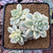 Sedum 'Clavatum' Variegated 4" Cluster Succulent Plant