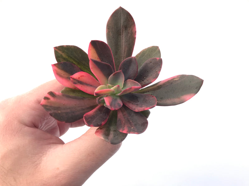 Echeveria 'Hanaikada' Variegated 3" Succulent Plant