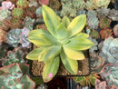 Pachyveria 'Cypress' Variegated 3"-4" Succulent Plant