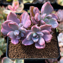 Graptoveria 'Mrs. Richards' Variegated 2" Cluster Succulent Plant