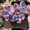 Graptoveria 'Mrs. Richards' Variegated 2" Cluster Succulent Plant