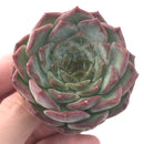 Echeveria 'Helena' Hybrid 2"-3" Powdery Succulent Plant