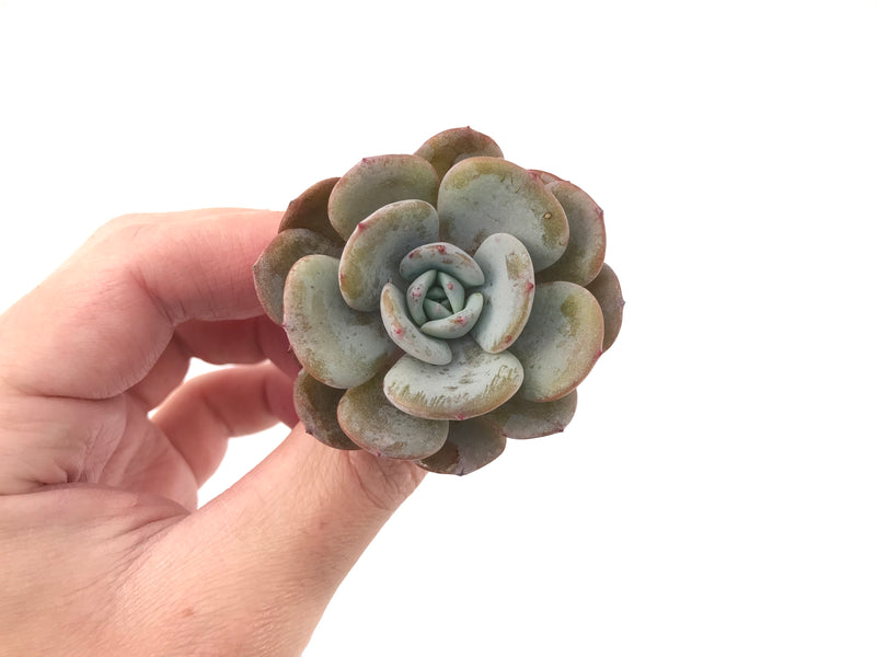 Echeveria 'Icy Purple' 1"-2" Powdery Succulent Plant