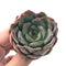 Echeveria 'Paul Shay' 3"-4" Rare Succulent Plant