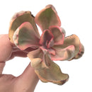 Echeveria 'Golden State' Variegated 2"-3" Succulent Plant