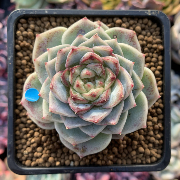 Echeveria 'Red Velvet' 2" Powdery Succulent Plant