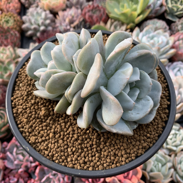 Echeveria 'Manner Queen' (Not Echeveria Exotic) 5" Cluster Large Powdery Succulent Plant