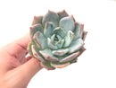 Echeveria 'Colorata' Hybrid 4” Powdery Succulent Plant