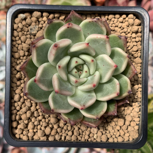 Echeveria sp. 2" Succulent Plant