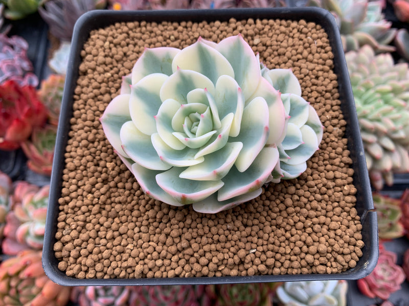 Echeveria 'Compton Carousel' 2"-3" Succulent Plant