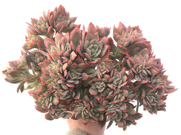 Echeveria 'Luella' Crested Cluster Large 10" Succulent Plant