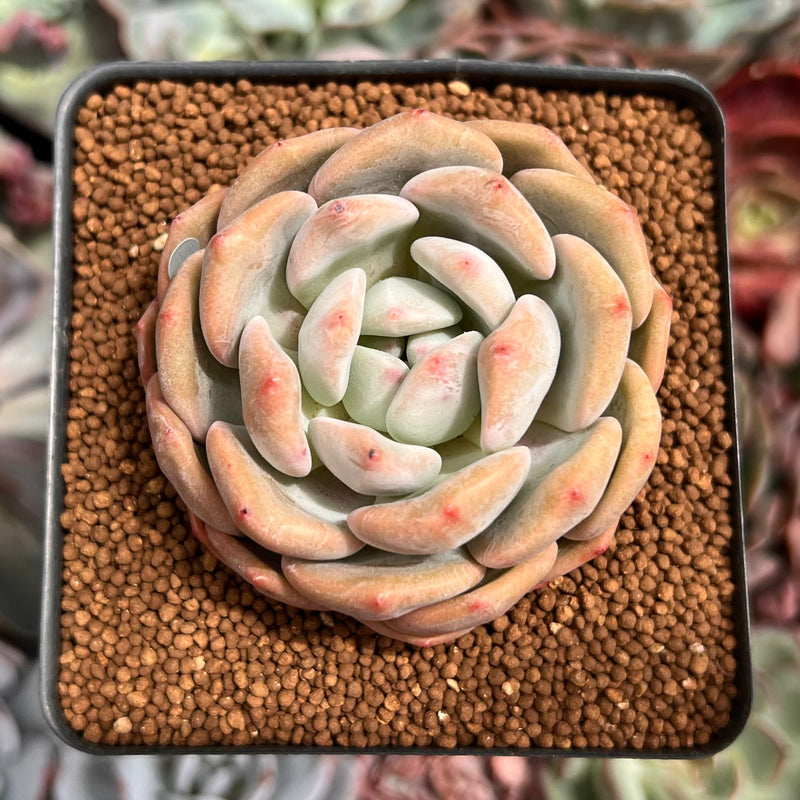 Echeveria 'Ariel' 2" Succulent Plant