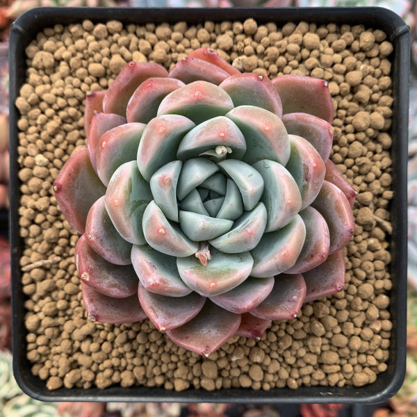 Echeveria 'Colby' 2" Succulent Plant