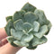 Echeveria 'Milkis' New Hybrid 3" Powdery Succulent Plant