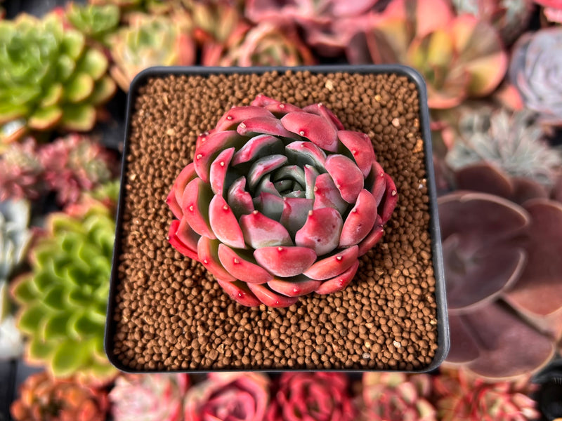 Echeveria 'Alliance' 2" Succulent Plant