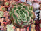 Echeveria Agavoides 'Champaign' 6" Large Succulent Plant