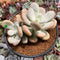 Pachyphytum 'Bracteosum' 4" Succulent Plant