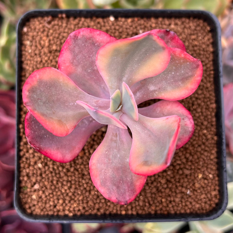 Echeveria 'Angel Wings' Variegated 3" Succulent Plant