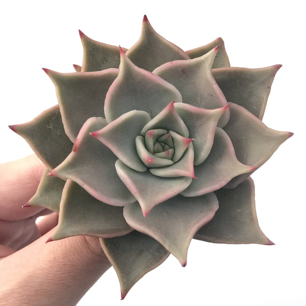 Echeveria 'Madiba' 3" Succulent Plant