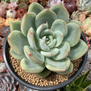 Echeveria 'White Champaign' 5" Large Succulent Plant