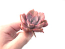 Graptoveria 'Mrs Richards' Variegated 3" Succulent Plant