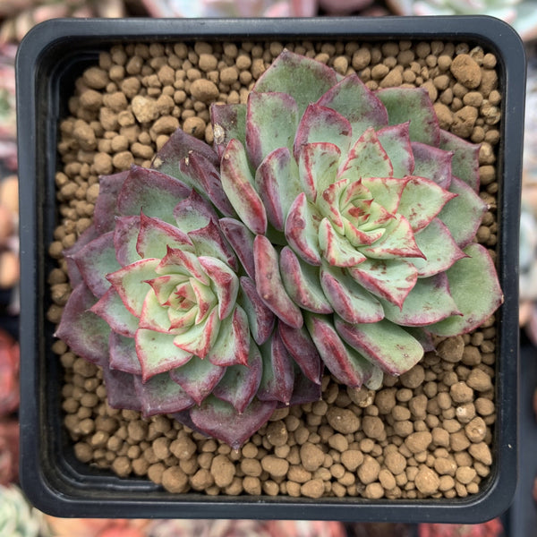 Echeveria 'Dancing Bird' 2" Succulent Plant