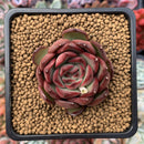 Echeveria Agavoides 'Polar Rose' 1"-2" Succulent Plant