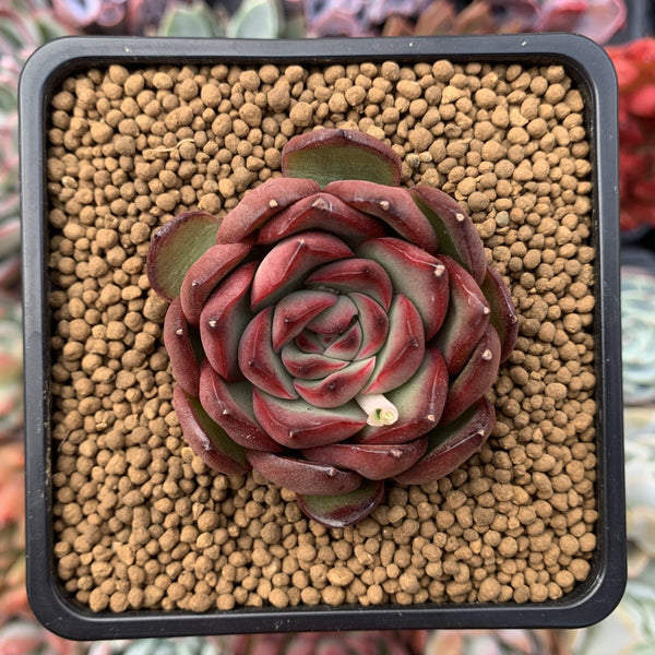 Echeveria Agavoides 'Polar Rose' 1"-2" Succulent Plant