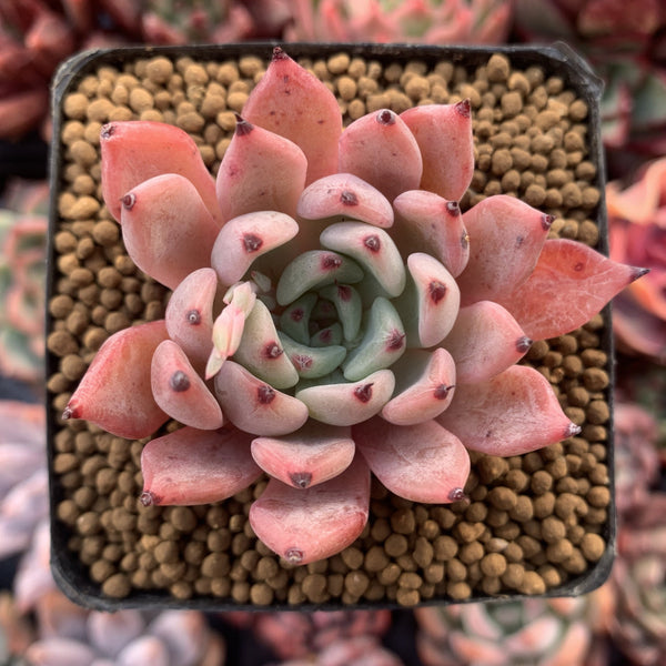 Echeveria 'Zaragoza' Hybrid 2" Succulent Plant