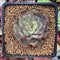 Echeveria 'Dancing Bird' Lightly Variegated 2" New Hybrid Succulent Plant