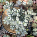 Cotyledon 'Orbiculata' Cluster 7" Large Succulent Plant