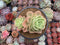 Echeveria 'Arenas' 5" Large Double Headed Cluster Succulent Plant