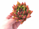 Echeveria Agavoides Mundy Selected Clone 4” Rare Succulent Plant