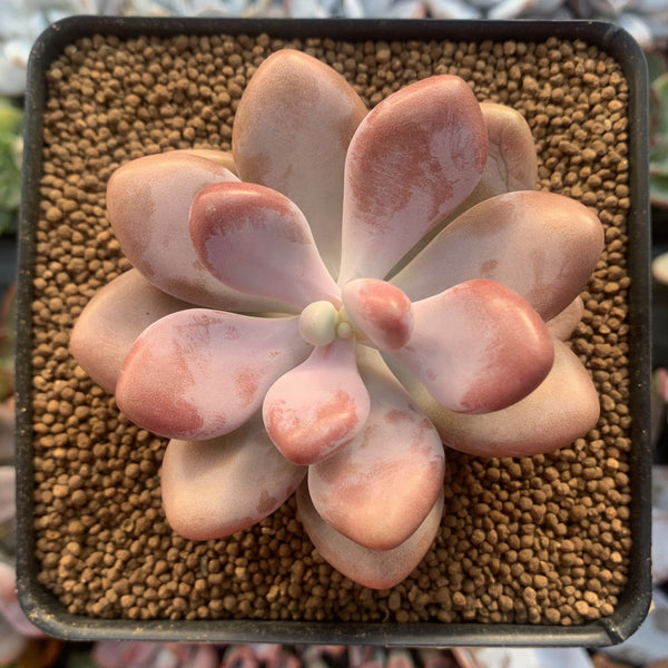 Graptopetalum 'Amethystinum' 2" Succulent Plant