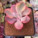 Echeveria 'Angel Wings' Variegated 3" Succulent Plant