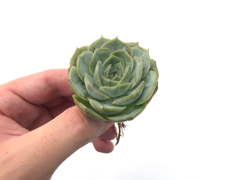 Echeveria 'White Bell' New Hybrid 2" Succulent Plant