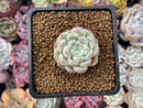 Echeveria 'Arba' 1" New Hybrid Powdery Succulent Plant