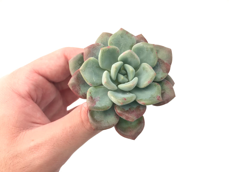 Echeveria 'Amore' 2"-3" Succulent Plant