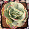 Echeveria ‘Mocha’ Variegated 4" Succulent Plant