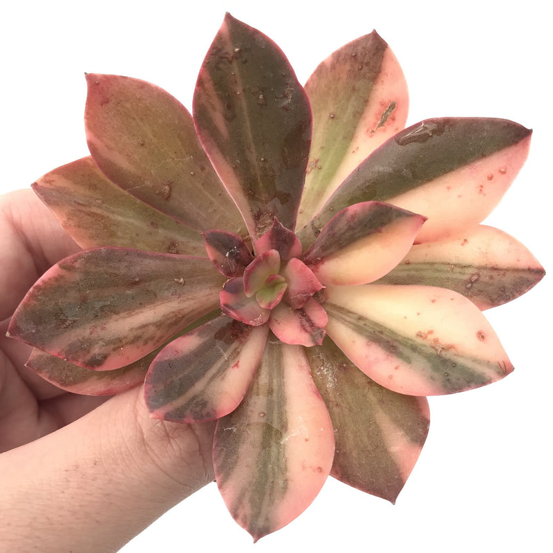 Echeveria 'Hanaikada’ Variegated 3"-4" Succulent Plant