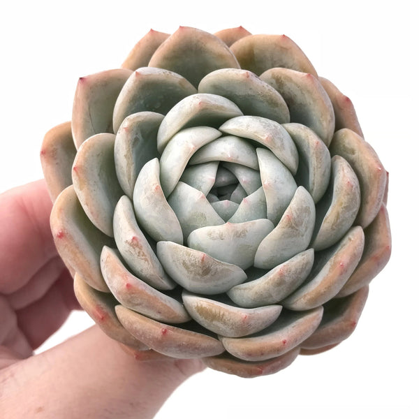 Echeveria Orange Monroe Hybrid 3” Rare Succulent Plant