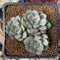 Graptoveria 'Amethorum' 2" Cluster Succulent Plant