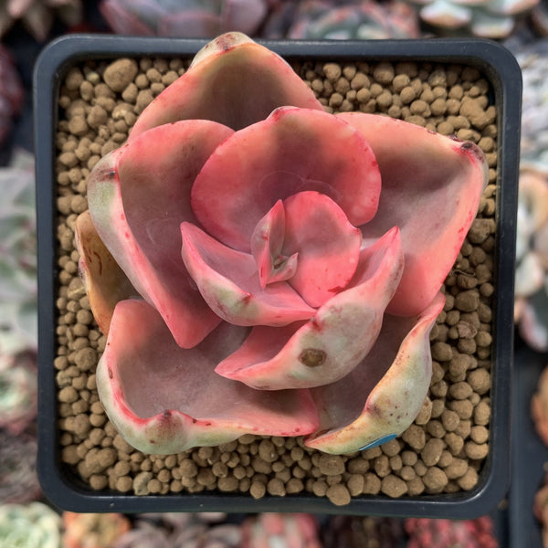 Echeveria 'Golden State' Variegated 2" Succulent Plant