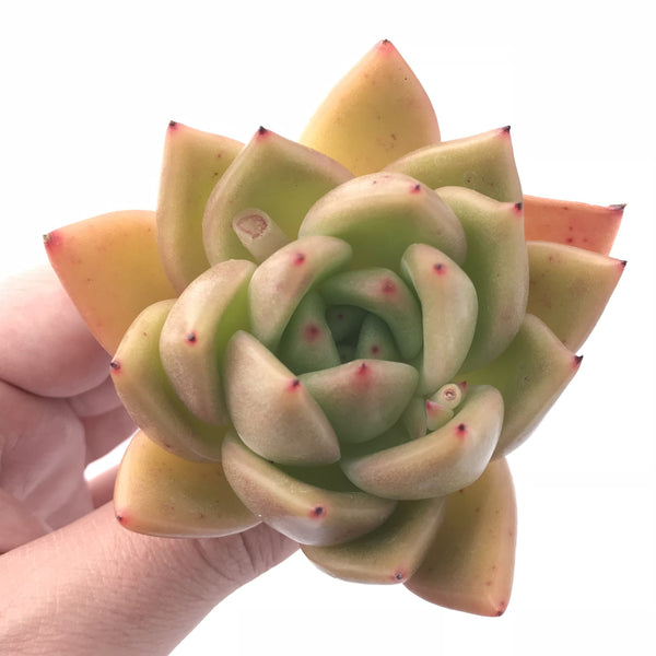 Echeveria Agavoides Bravo 3” Rare Succulent Plant